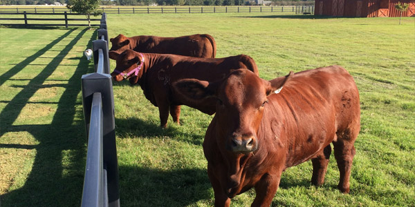 HDPE Cattle Fencing PVC Vinyl Plastic