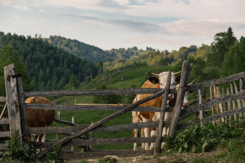 hdpe-fencing HDPE fencing