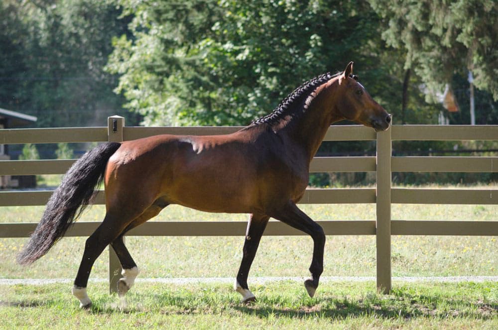 hdpe-vs-wood-fencing-materials HDPE vs wood fencing materials