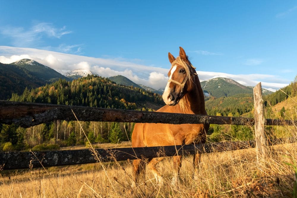 hdpe-vs-wood-fencing
