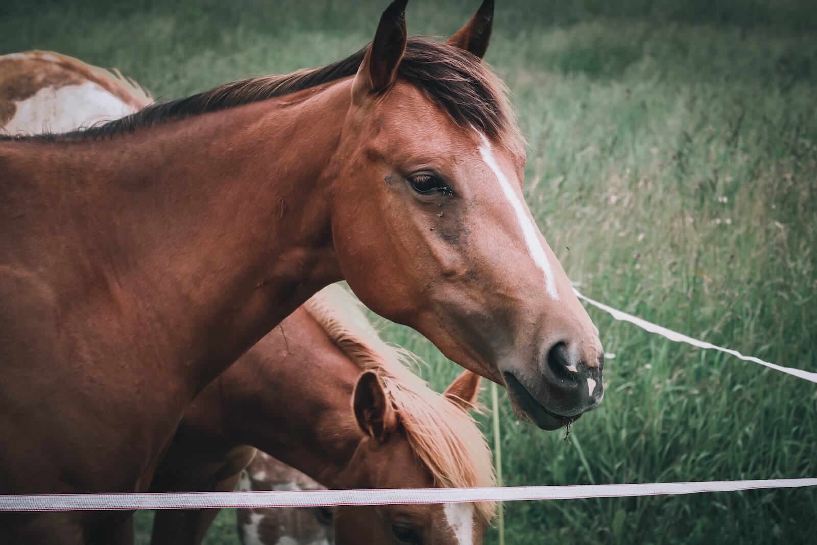 beautiful-brown-horses-2024-10-15-03-20-29-utc