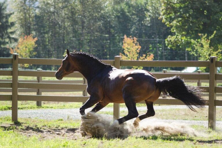 Ranch fence cost guide