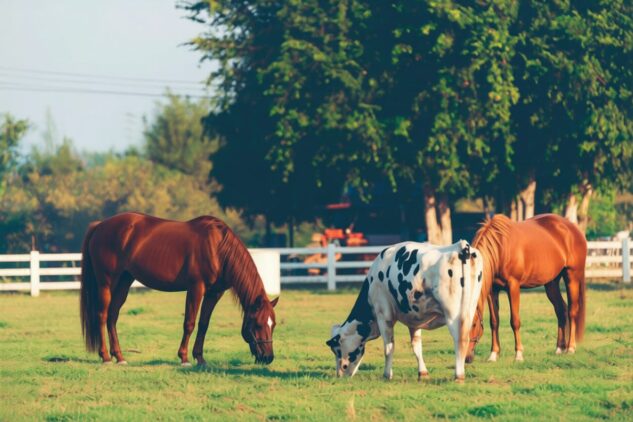 two horses and a cow, grazing in a field, contained by hdpe fencing