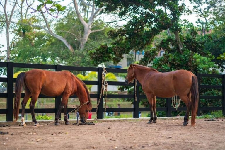 Best material for horse arena