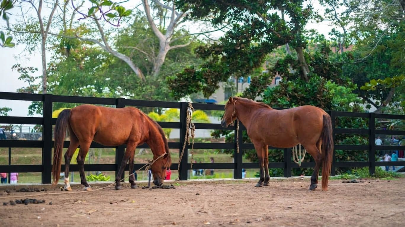 Best-material-for-horse-arena Best material for horse arena